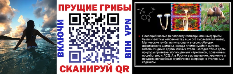 Псилоцибиновые грибы Psilocybine cubensis  Купить где  Чкаловск 